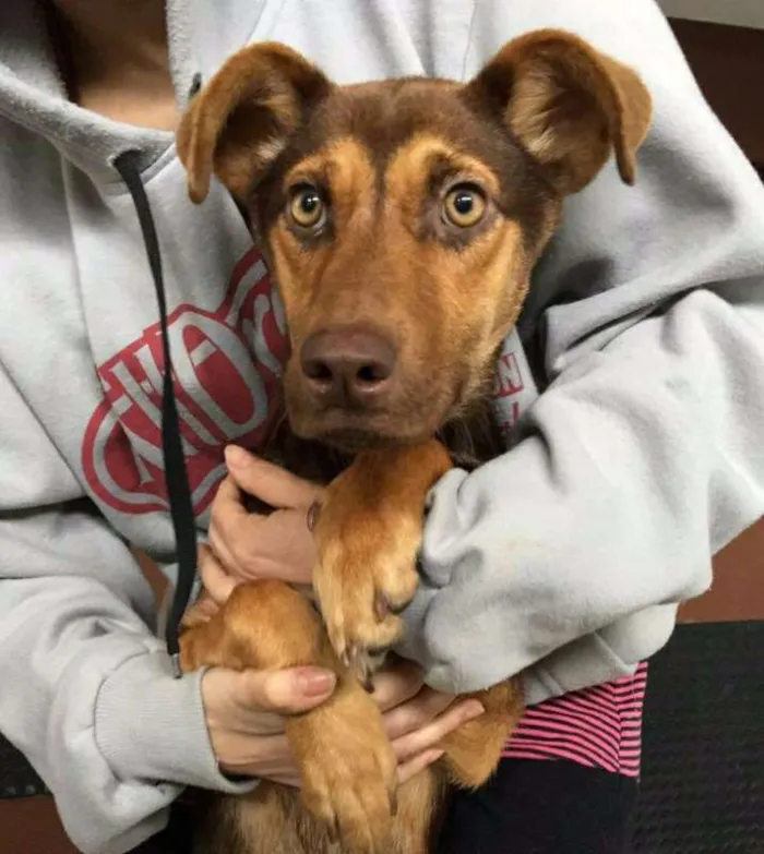 Cachorro ra a indefinida idade 1 ano nome Duda