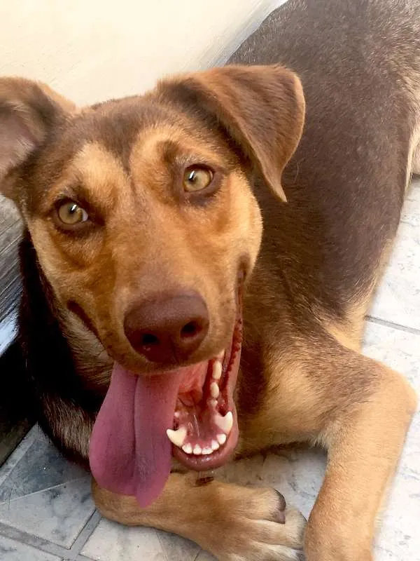 Cachorro ra a indefinida idade 1 ano nome Duda