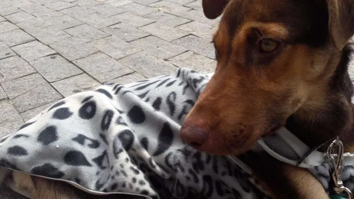 Cachorro ra a indefinida idade 1 ano nome Duda