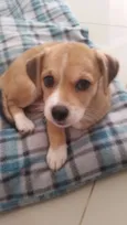 Snopy