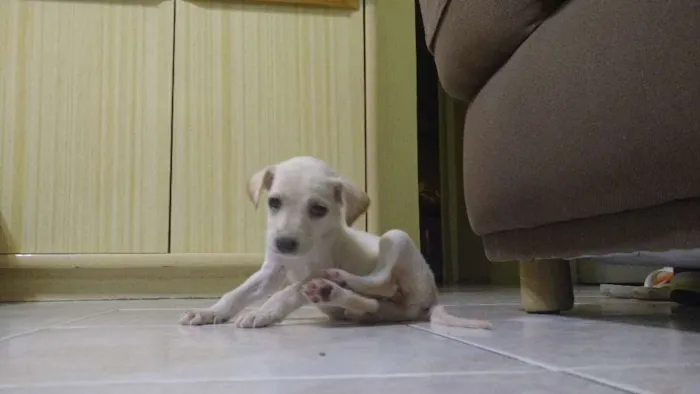 Cachorro ra a Viralata idade Abaixo de 2 meses nome Cléo