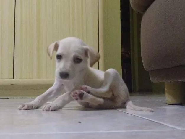 Cachorro ra a Viralata idade Abaixo de 2 meses nome Cléo