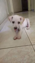 Cléo