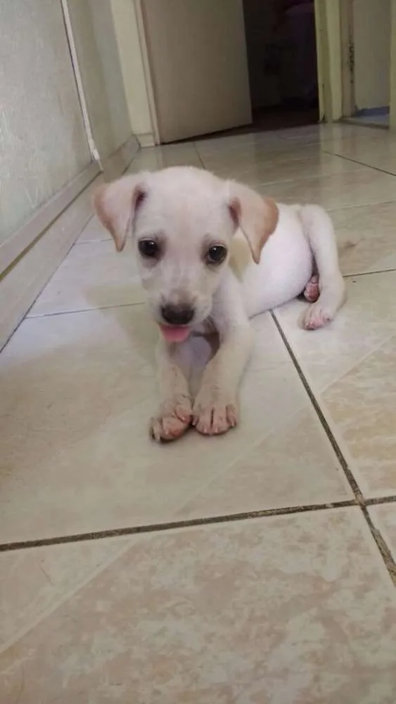 Cachorro ra a Viralata idade Abaixo de 2 meses nome Cléo