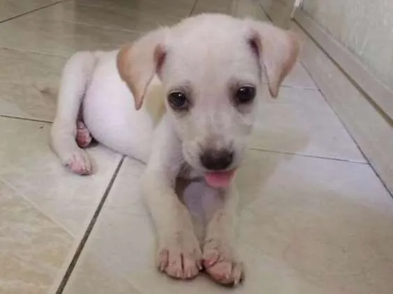 Cachorro ra a Viralata idade Abaixo de 2 meses nome Cléo