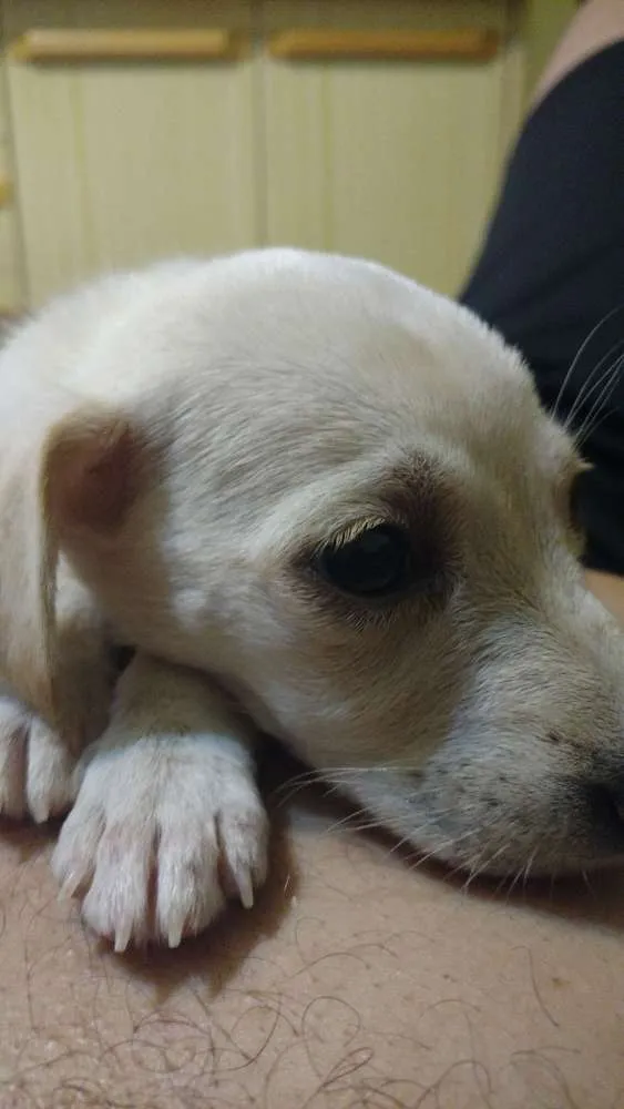 Cachorro ra a Viralata idade Abaixo de 2 meses nome Cléo
