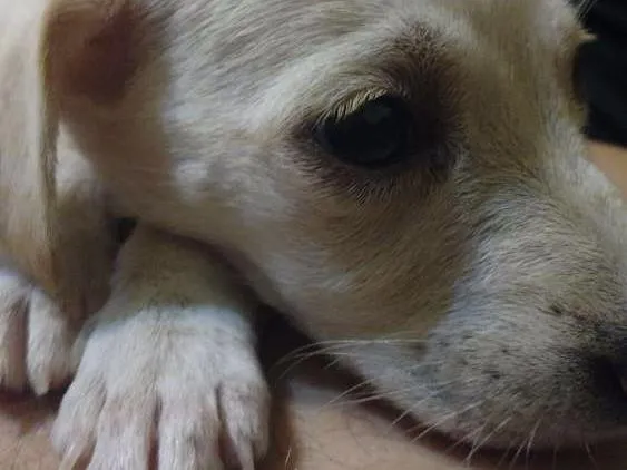 Cachorro ra a Viralata idade Abaixo de 2 meses nome Cléo