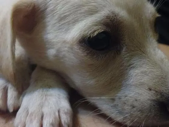 Cachorro ra a Viralata idade Abaixo de 2 meses nome Cléo