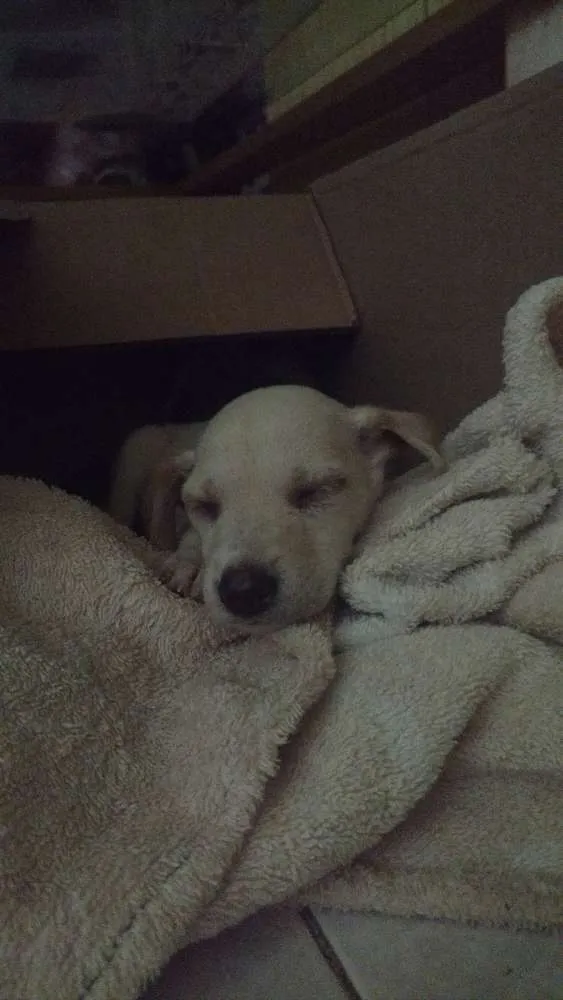 Cachorro ra a Viralata idade Abaixo de 2 meses nome Cléo