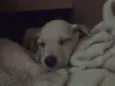 Cléo