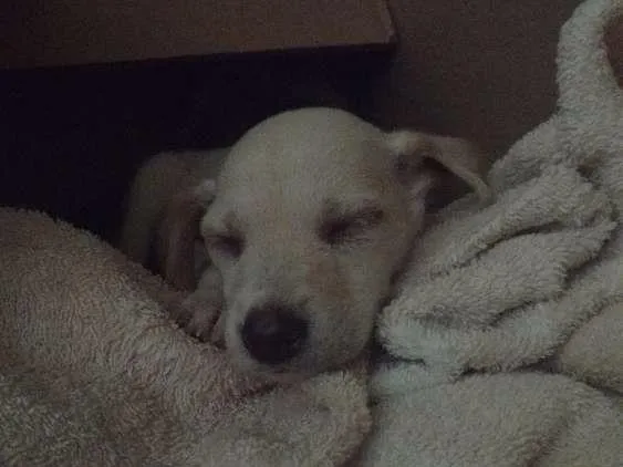 Cachorro ra a Viralata idade Abaixo de 2 meses nome Cléo