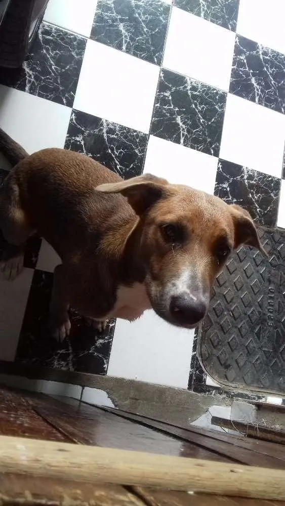Cachorro ra a Não sei  idade  nome Sem nome