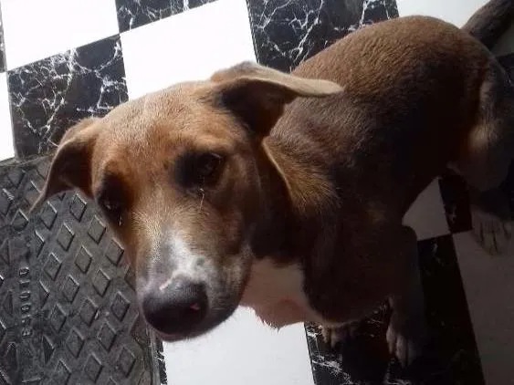 Cachorro ra a Não sei  idade  nome Sem nome