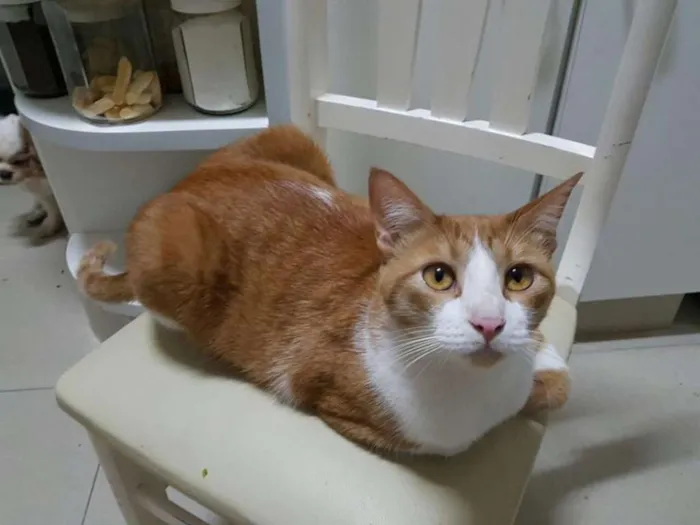 Gato ra a  idade 2 anos nome Príncipe