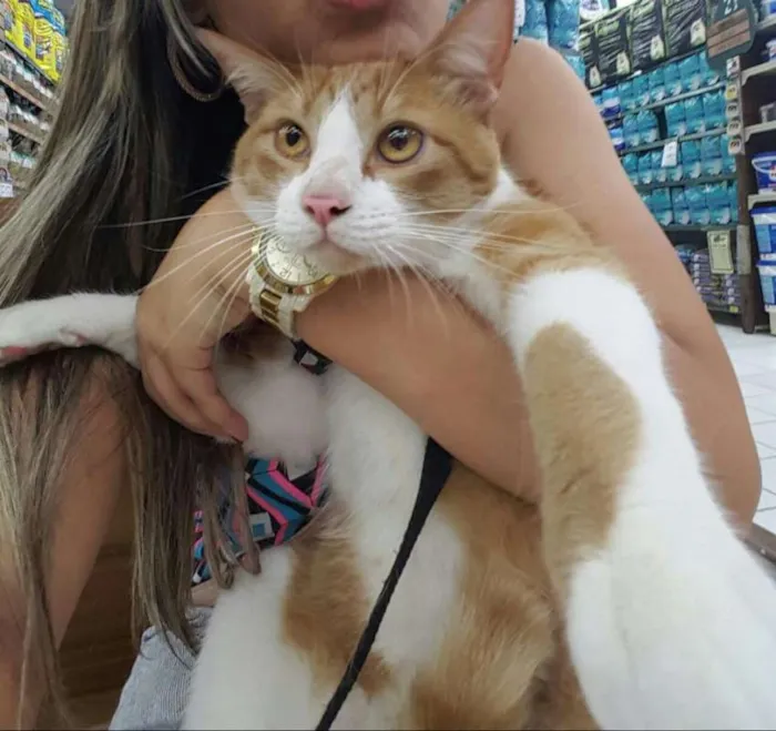 Gato ra a  idade 2 anos nome Príncipe