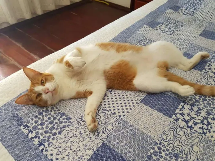 Gato ra a  idade 2 anos nome Príncipe