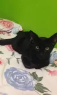 Caio , baghera 