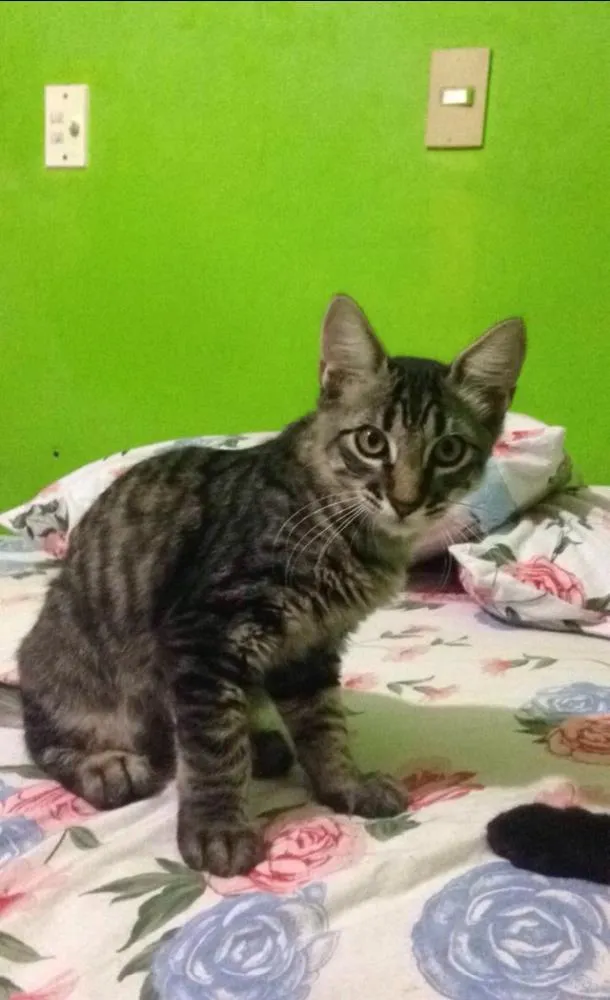 Gato ra a  idade 2 a 6 meses nome Caio , baghera 
