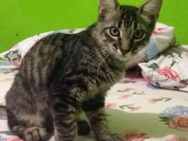 Gato ra a  idade 2 a 6 meses nome Caio , baghera 