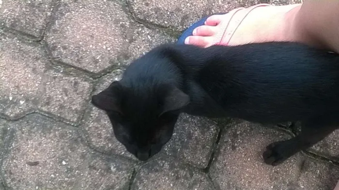 Gato ra a SRD idade 2 a 6 meses nome sem nome