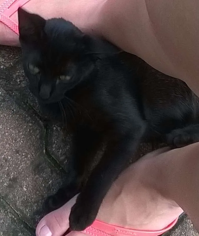Gato ra a SRD idade 2 a 6 meses nome sem nome