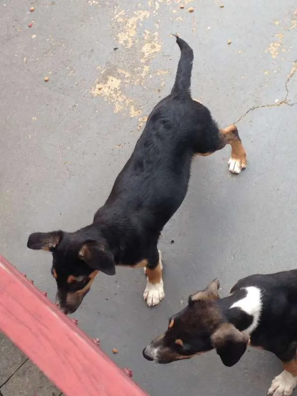 Cachorro ra a Não definida idade 2 a 6 meses nome Não definido