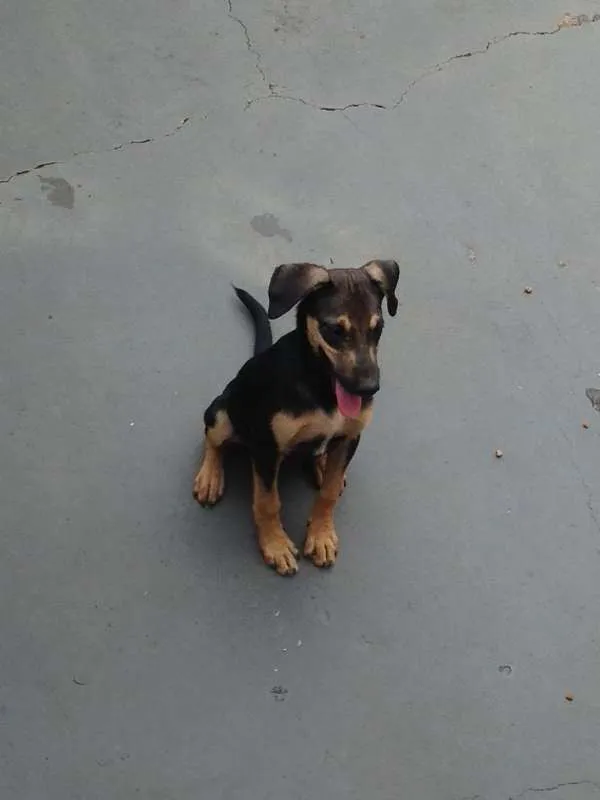 Cachorro ra a Não definida idade 2 a 6 meses nome Não definido