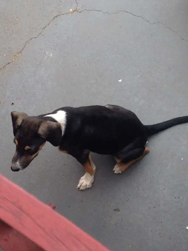 Cachorro ra a Não definida idade 2 a 6 meses nome Não definido