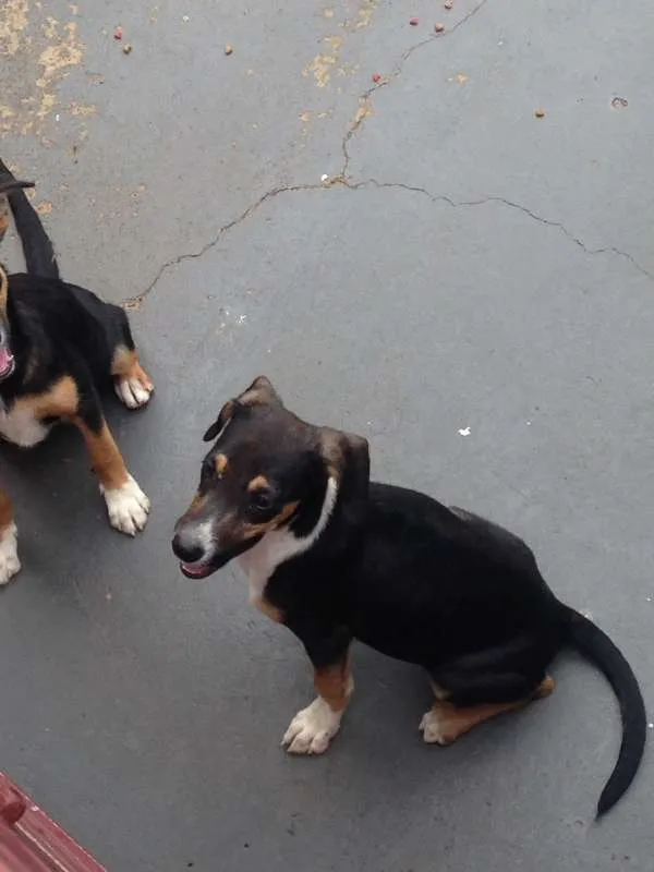 Cachorro ra a Não definida idade 2 a 6 meses nome Não definido