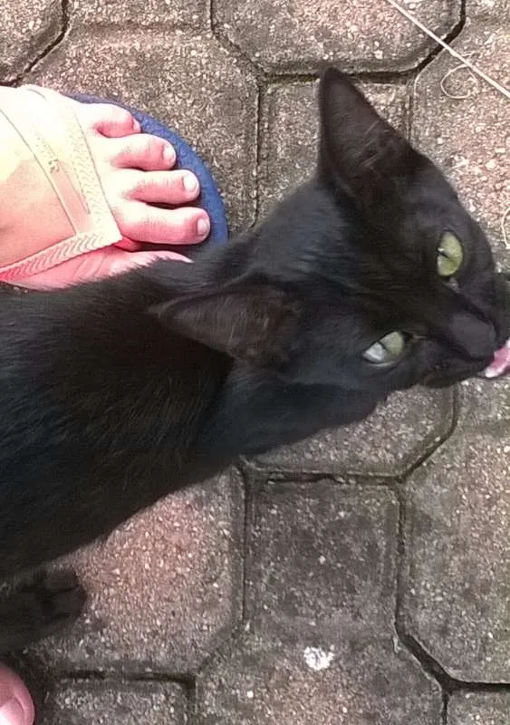 Gato ra a SRD idade 2 a 6 meses nome sem nome