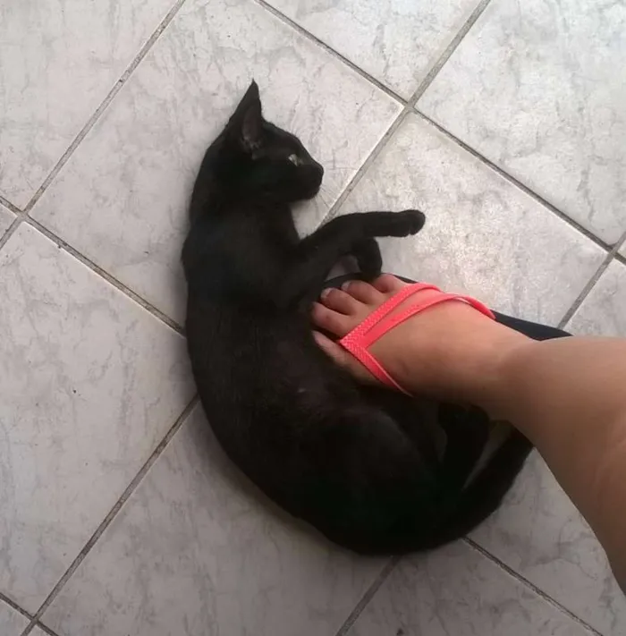 Gato ra a SRD idade 2 a 6 meses nome sem nome