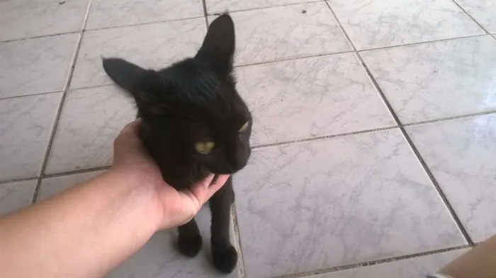 Gato ra a SRD idade 2 a 6 meses nome sem nome