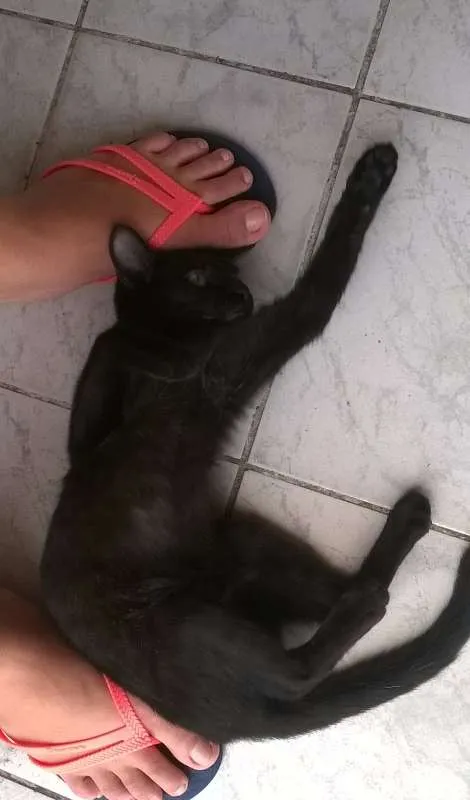 Gato ra a SRD idade 2 a 6 meses nome sem nome