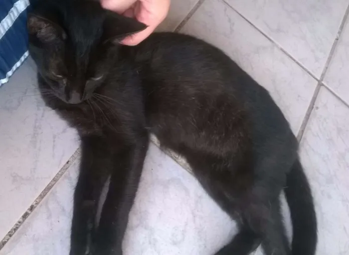 Gato ra a SRD idade 2 a 6 meses nome sem nome