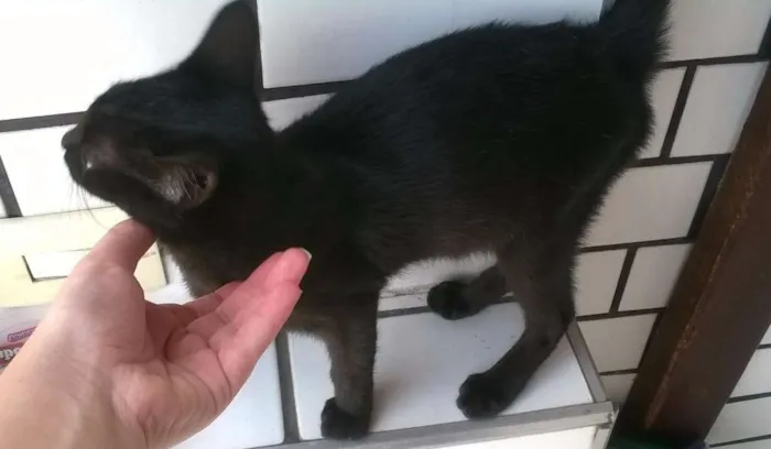 Gato ra a SRD idade 2 a 6 meses nome sem nome