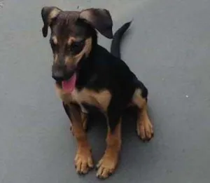 Cachorro raça Não definida idade 2 a 6 meses nome Não definido