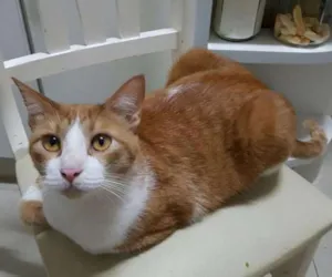 Gato raça  idade 2 anos nome Príncipe
