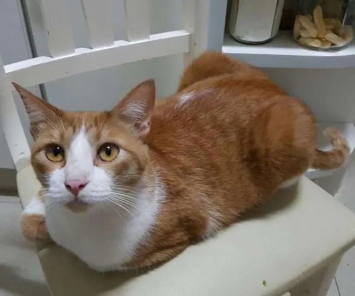 Gato ra a  idade 2 anos nome Príncipe