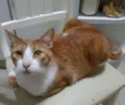 Príncipe