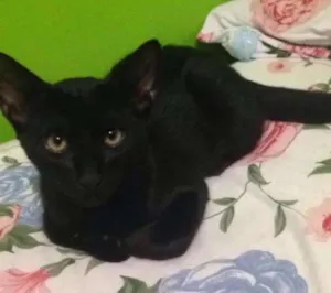 Gato raça  idade 2 a 6 meses nome Caio , baghera 