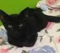 Gato raça  idade 2 a 6 meses nome Caio , baghera 