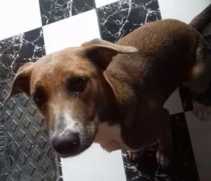 Cachorro raça Não sei  idade  nome Sem nome