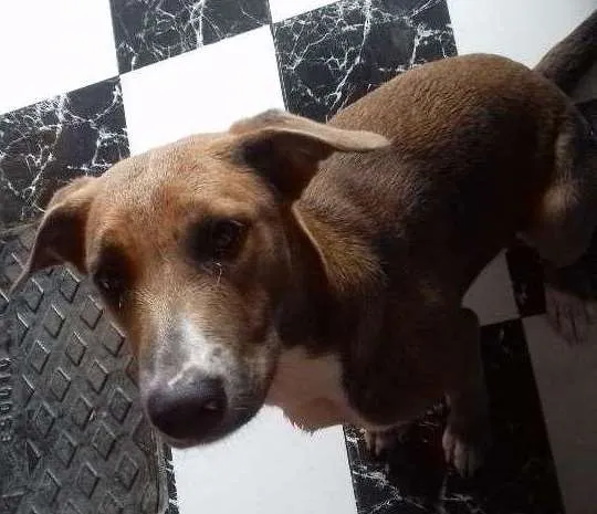 Cachorro ra a Não sei  idade  nome Sem nome