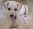 Cléo