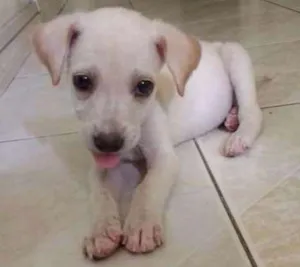 Cachorro raça Viralata idade Abaixo de 2 meses nome Cléo