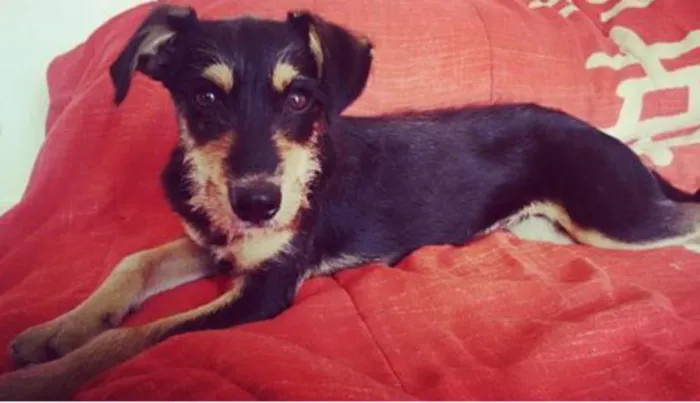Cachorro ra a Srd idade 2 a 6 meses nome Smiths