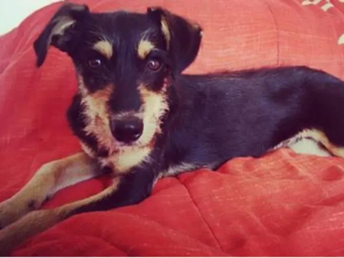 Cachorro ra a Srd idade 2 a 6 meses nome Smiths