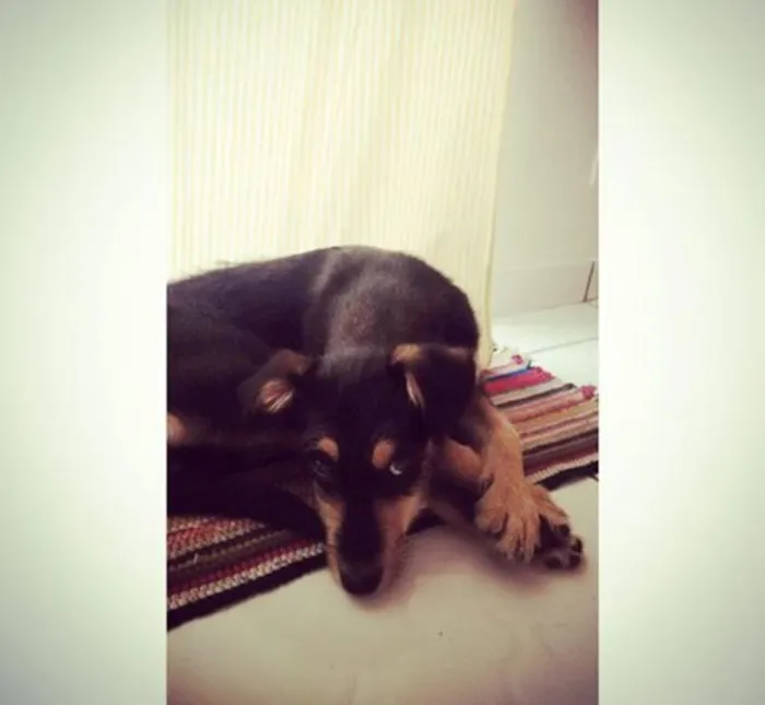 Cachorro ra a Srd idade 2 a 6 meses nome Smiths