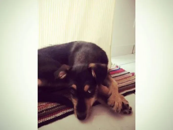 Cachorro ra a Srd idade 2 a 6 meses nome Smiths