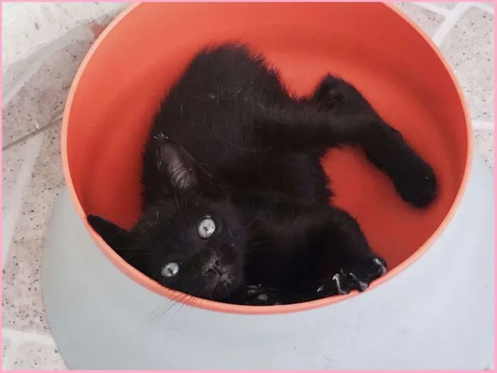Gato ra a SRD idade 2 a 6 meses nome Maia